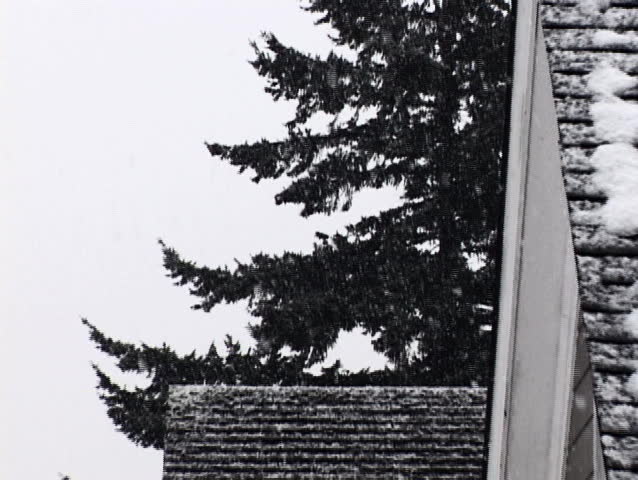 Tree in snowstorm