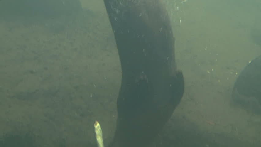 Underwater clip of otter swimming and playing with a fish before feeding.