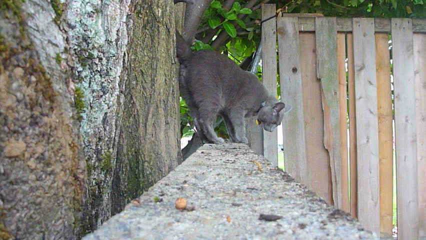 Russian blue cat walks around outdoors walks towards and over camera.