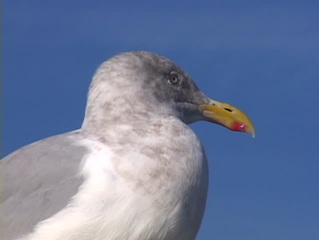 Large Sea Gull in Victoria Canada poses for camera then flies away