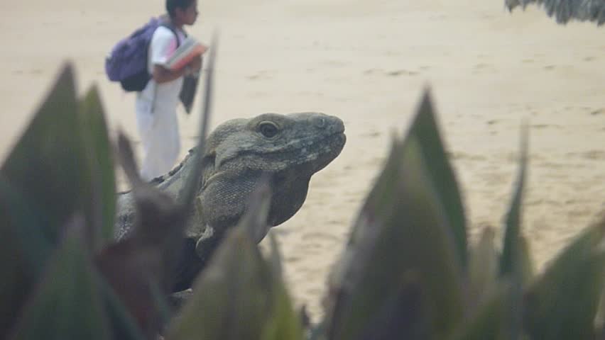 Iguana by beach in Cabo San Lucas, Mexico and ocean.