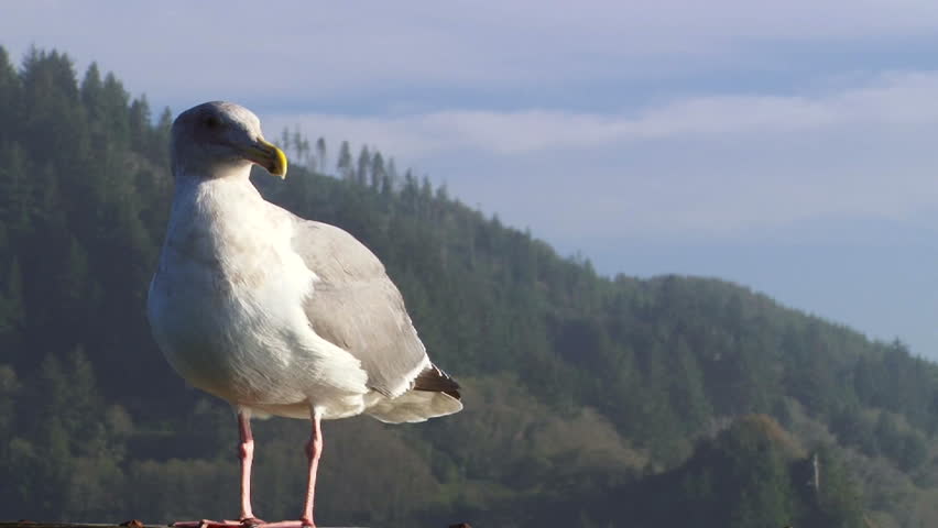 Seagull close up at coast in Oregon.