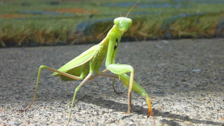 Large praying mantis close up outdoors which then takes off flying away.