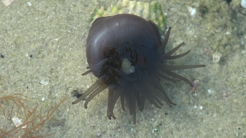 Sea anemones are group of water-dwelling predatory animals of order Actiniaria