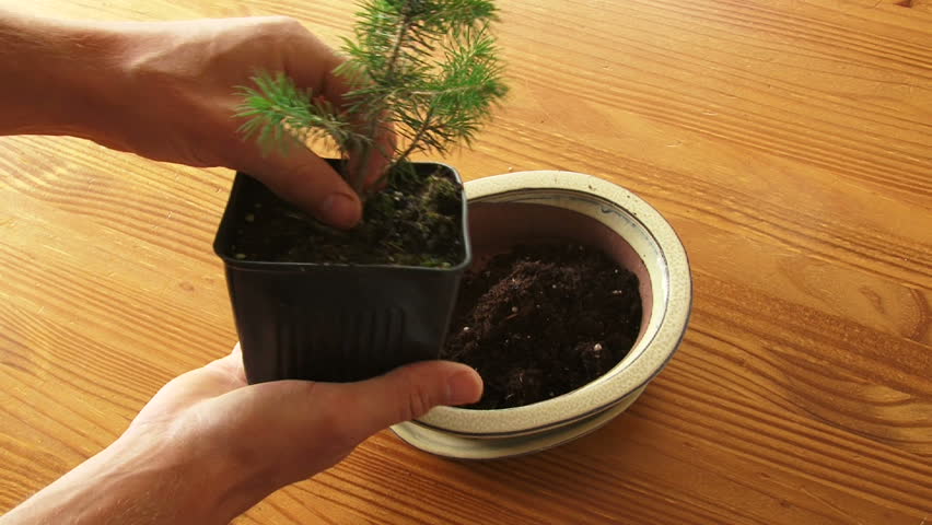 Person plants bonsai tree in pot and soil time lapse.