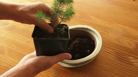 Person Plants Bonsai Tree in Stock Footage Video (100% Royalty-free) 2302535 | Shutterstock Person Plants Bonsai Tree in Stock Footage Video (100% Royalty-free) 2302535 | Shutterstock