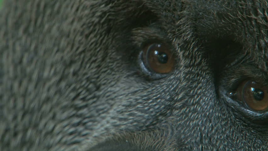 Extreme close up of the eyes of an adult orangutan.