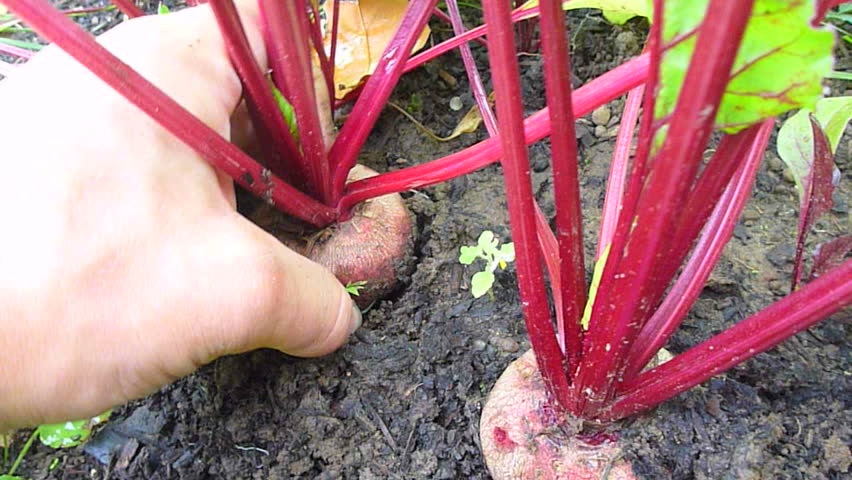 Person's hand digs up organic garden beet point of view.