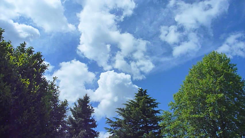 Clouds move fast over evergreen tree on sunny, summer day time lapse.