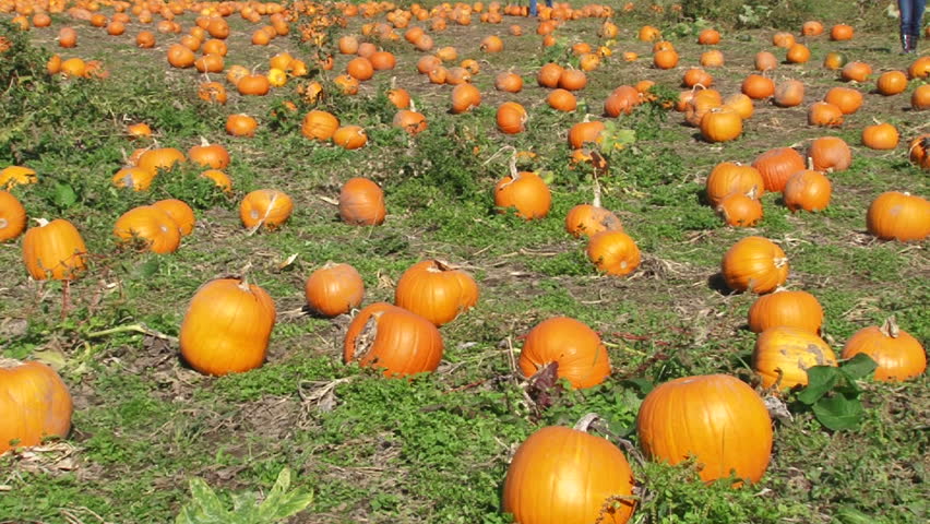 Tons of pumpkins on sunny day in Portland, Oregon pumpkin patch farm during