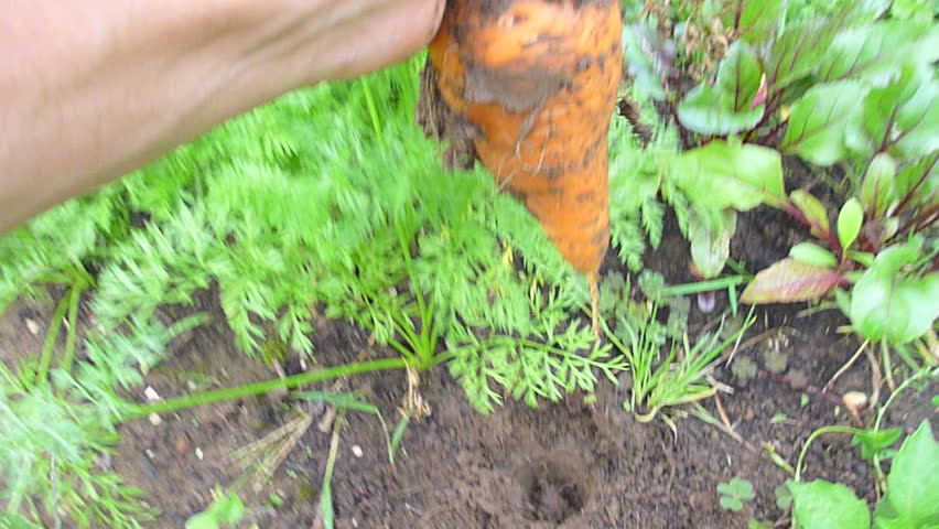Person's hand digs up organic garden carrot point of view.