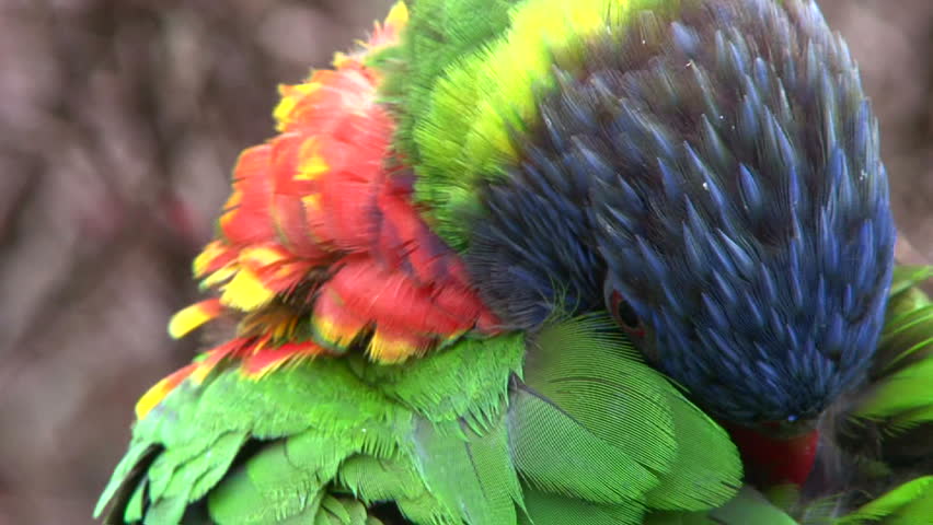 Close up shot of a colorful parrot cleaning itself then takes off and flies