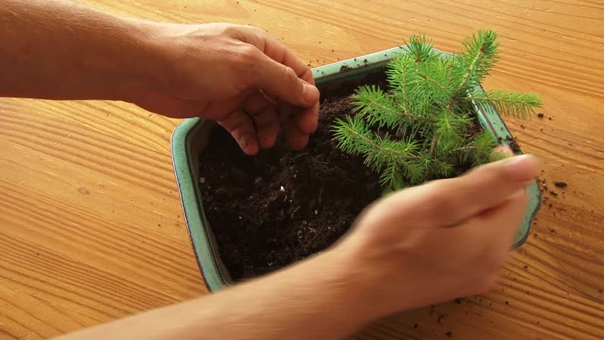 Person plants bonsai tree in pot and soil time lapse.