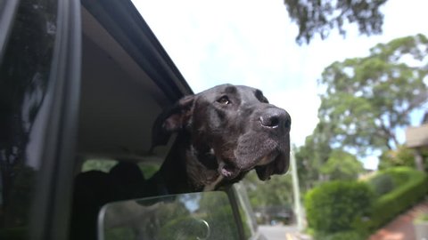 Dog with head out window