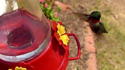 Ruby Throated Hummingbird Archilochus Colubris Male の動画素材 ロイヤリティフリー Shutterstock