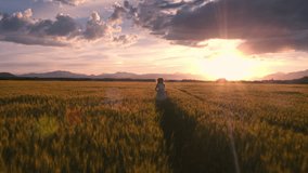 Aerial - Flying in front of a girl running through the wheat field and touching wheat heads at sunset. Panoramic view of the end of the clip