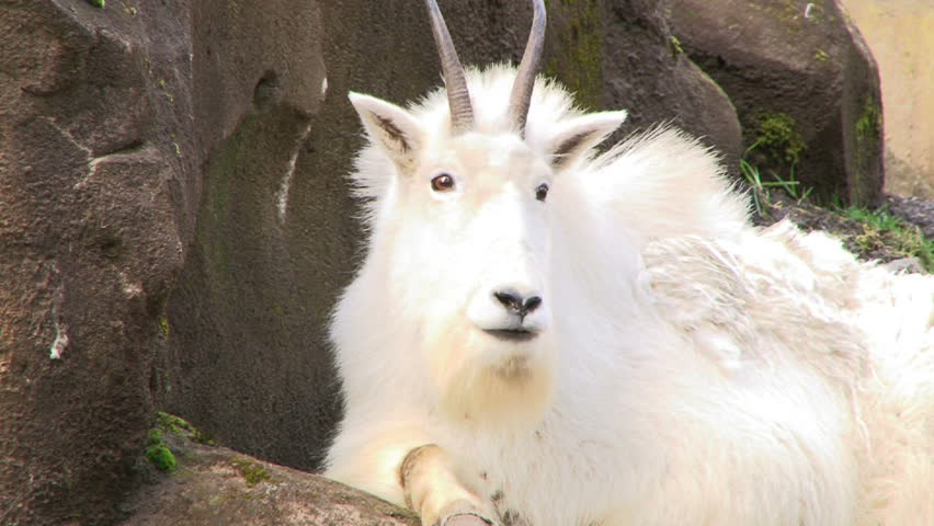 Large white horned mountain goat walking, stretching, yawning and posing for
