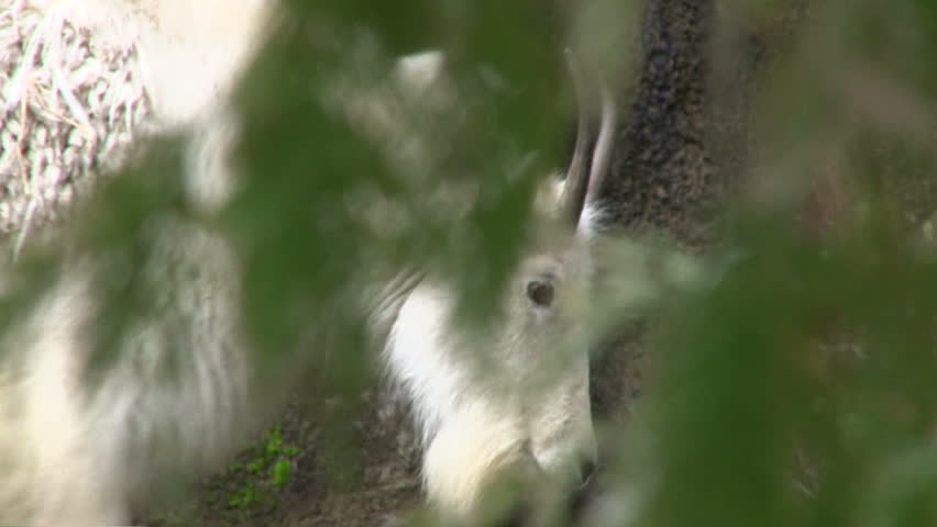 Large white horned mountain goat walking through thick forest.
