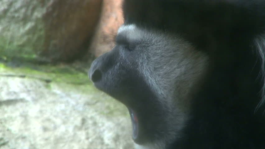 Colobus monkey lets a big yawn out showing large teeth, close up.
