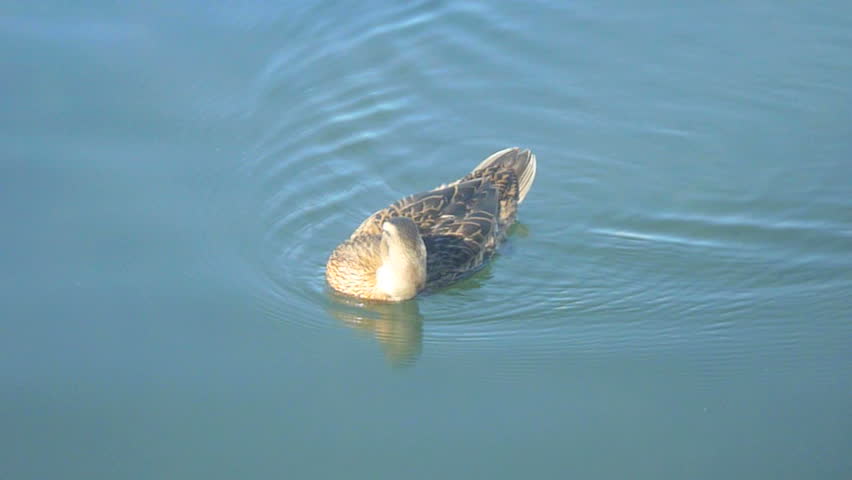 Mallard duck swimming and grooming itself.