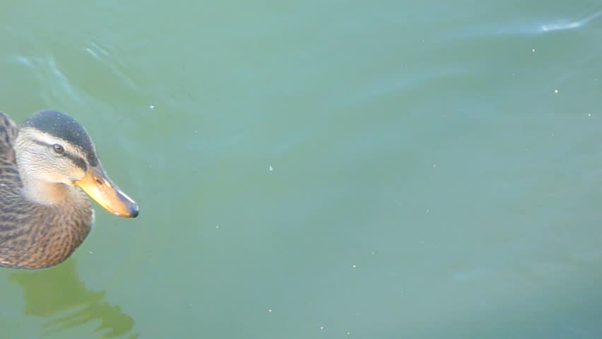 Mallard ducks swim above small fish.