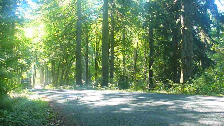 Logging truck drives with full load of timber through lush forest in Oregon.
