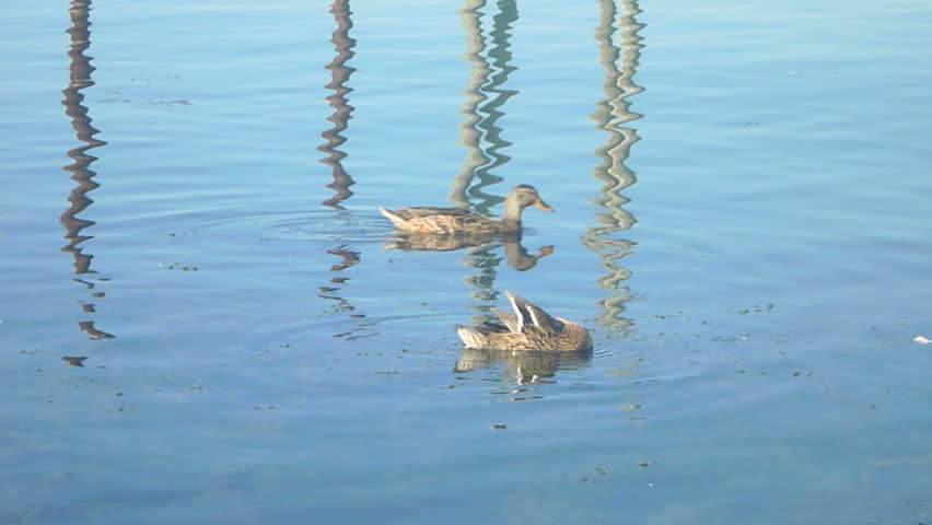 Mallard ducks swimming in still water.
