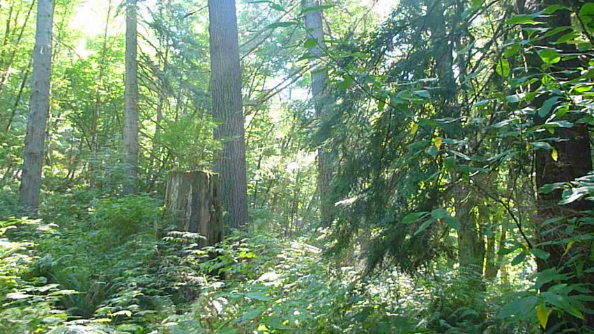 Logging truck drives with full load of timber through lush forest in Oregon.