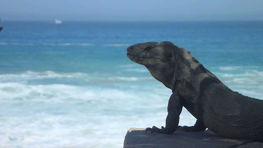 Iguana by beach in Cabo San Lucas, Mexico and ocean.