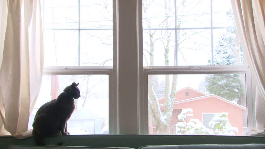 Cute house cat looks through window to the snow falling.