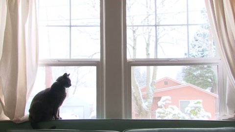 Cute house cat looks through window to the snow falling. Stock Video