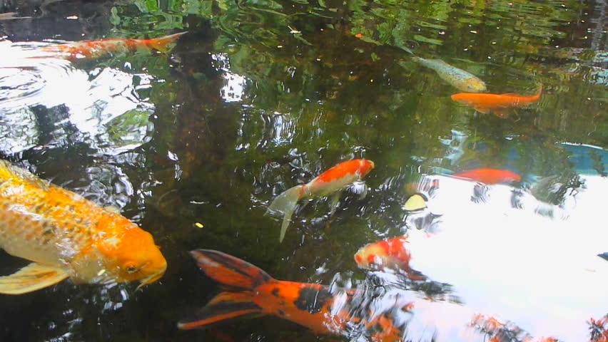 A group of large Koi fish swimming in Hawaiian pond.