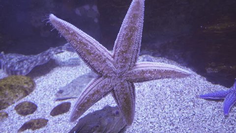 Beautiful saltwater aquarium with starfish stock footage video