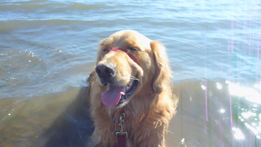 Golden retriever enjoys a hot day at the river.