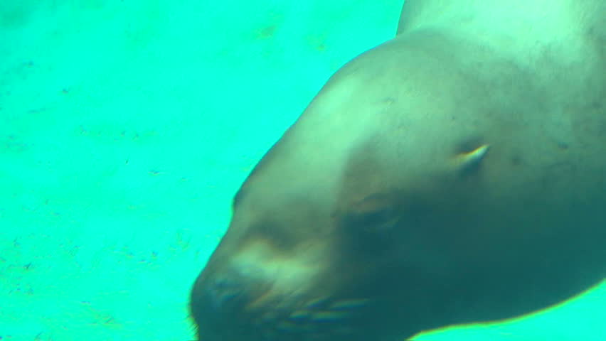 Underwater clip of large seal swimming up to camera lens and swims away, two