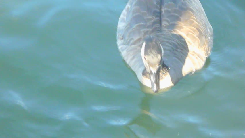 Three geese swim towards camera.