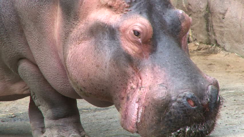 Large hippopotamus walking pan and zoom at the zoo.