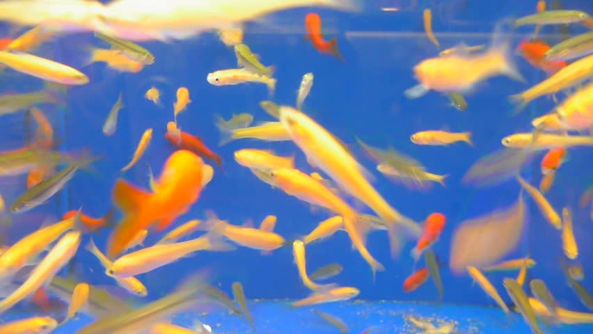 Many goldfish swimming in fish tank together, full blue screen option available.