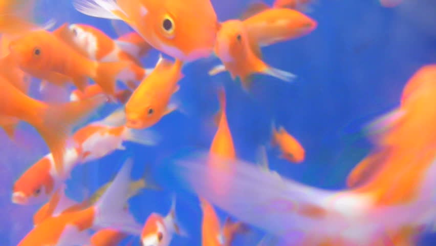 Many goldfish swimming in fish tank together, full blue screen option available.