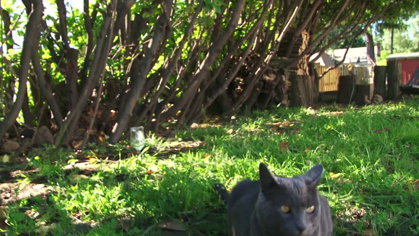 Cute house cat talks to camera.