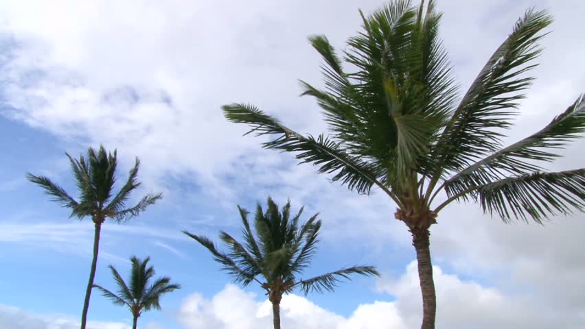 Palm trees blowing vigorously as wind blows on mostly clear, sunny day.