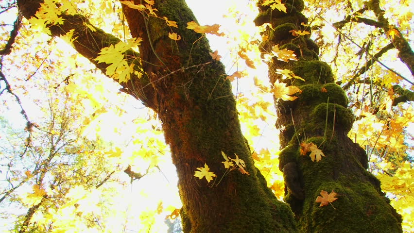 Leaves glow brilliant yellow as the sun shines on tree in autumn season.