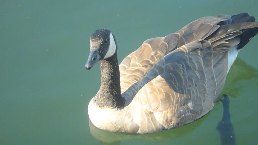 Goose swimming in still water looking for food