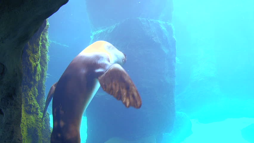 Underwater clip of large seal swimming up to aquarium glass then swims away.