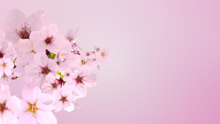 Cherry Blossom Blooming Pink Background Stock Footage Video 100 Royalty Free Shutterstock