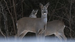 Roe deer in winter