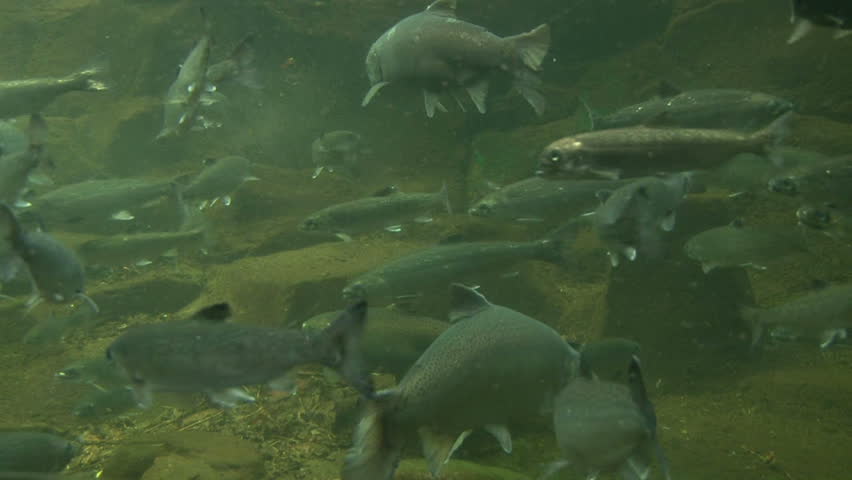 Underwater clip of various Pacific Northwest fish swimming including trout,