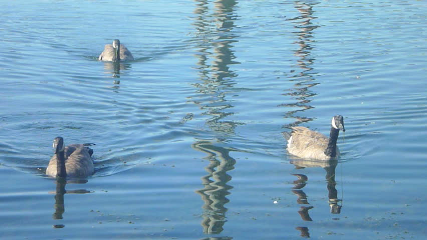 Three geese swim towards camera.