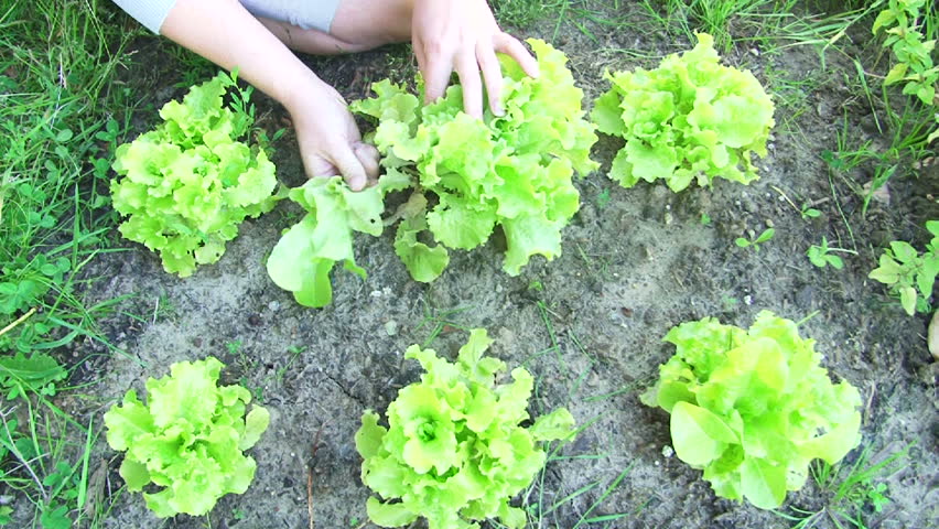Woman in vegetable garden hand picks lettuce.