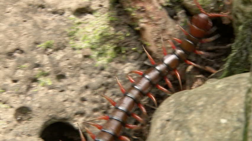 Giant Hawaiian centipede crawling fast in foliage.